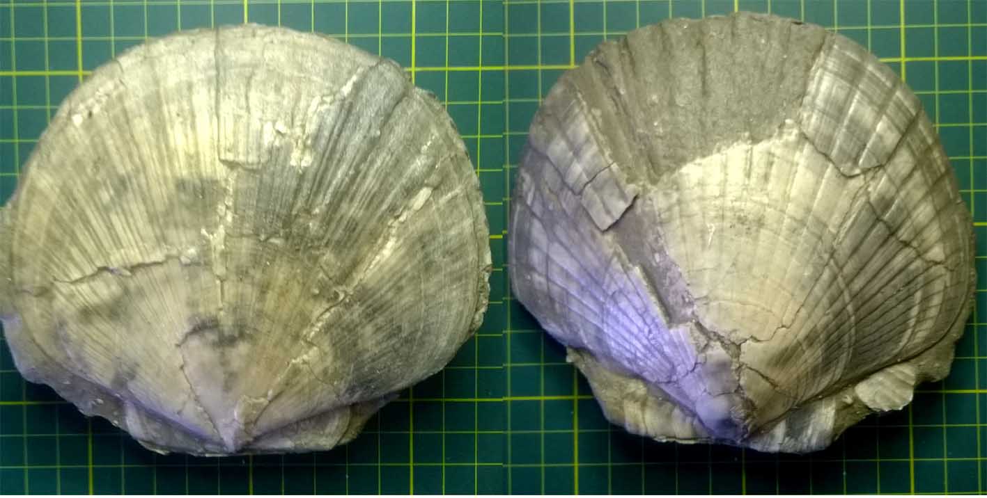 dubbio Pecten Flabelliformis?